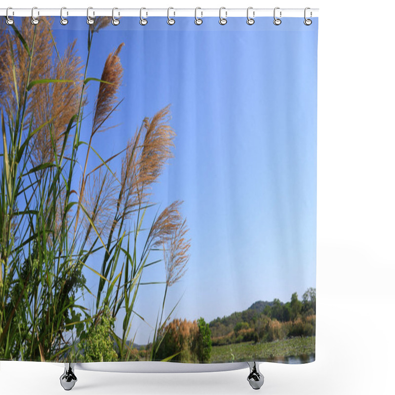 Personality  Reed On Sky Background With Copy Space, Next To The Hiking Trail In A Botanical Garden, A Tourist Attraction In Rayong Province, Thailand. Shower Curtains