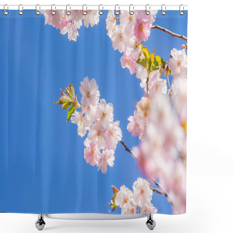 Personality  A Beautiful Blooming Sakura Blossom Close-up On A Blue Sky Background In Spring Shower Curtains