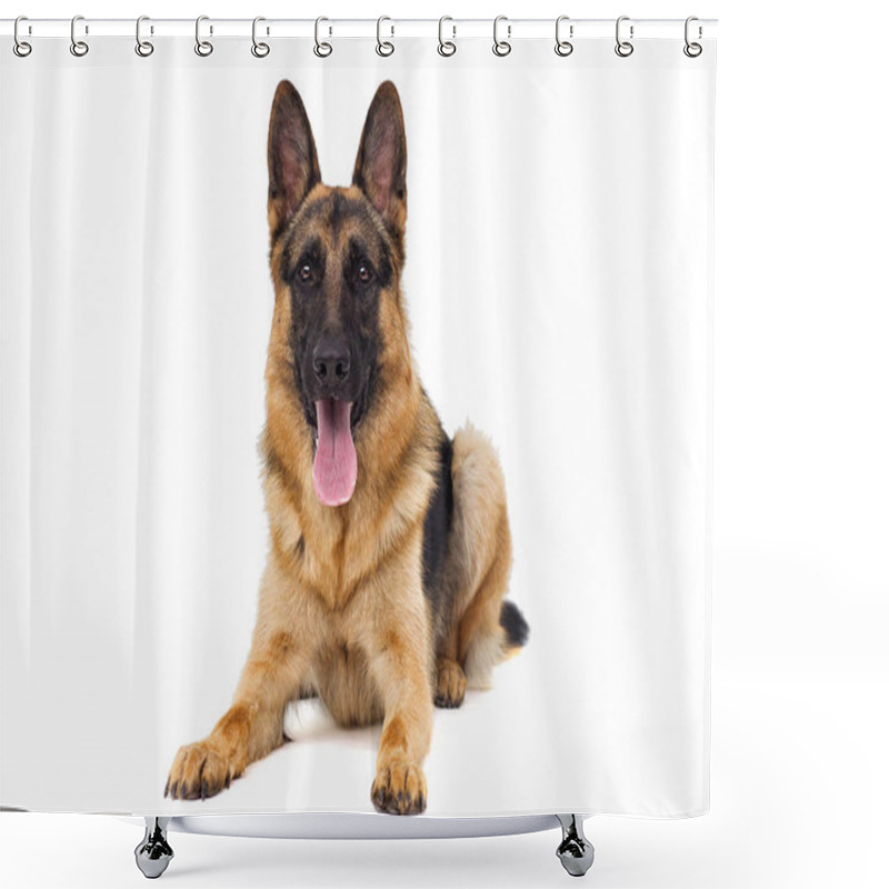 Personality  Shepherd Dog Lies Isolated Shower Curtains