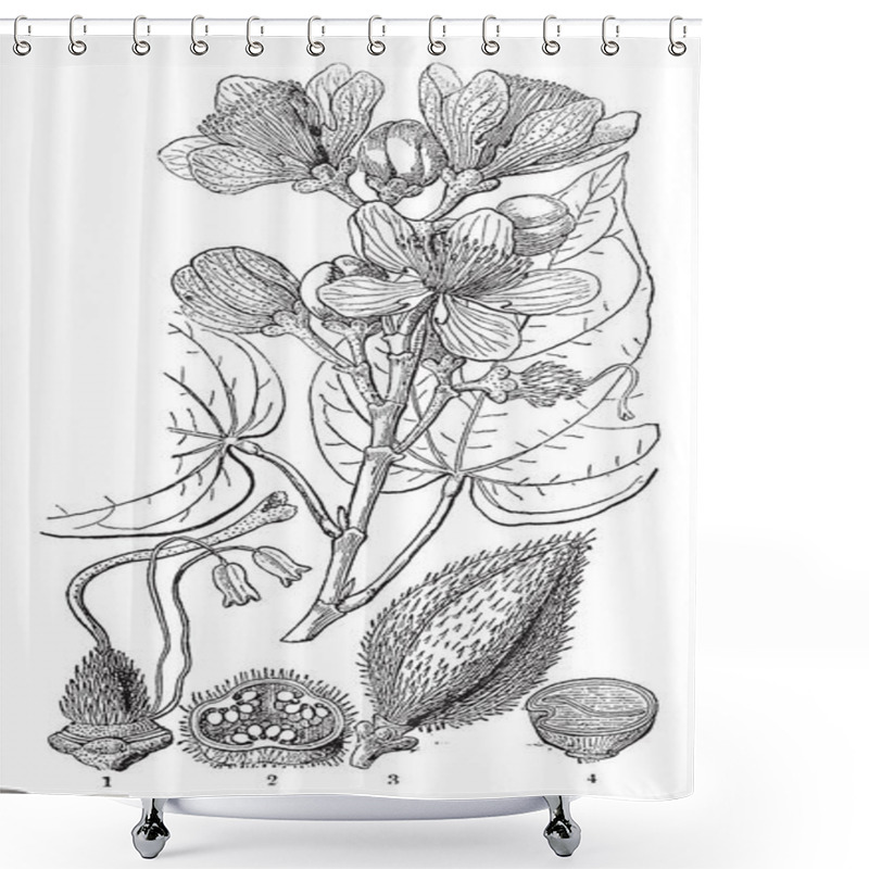 Personality  This Frame Has Shown The Process Until Flowering From Forming A Flower Bud To It, Vintage Line Drawing Or Engraving Illustration. Shower Curtains