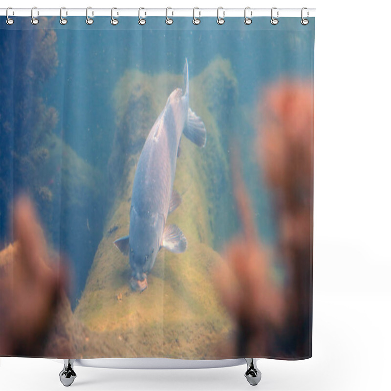 Personality  Large, Beautiful Carp Float In The Pond . Shower Curtains