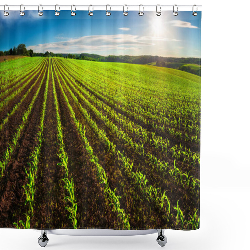 Personality  Agriculture Shot: Rows Of Young Corn Plants Growing On A Vast Field With Dark Fertile Soil Leading To The Horizon Shower Curtains