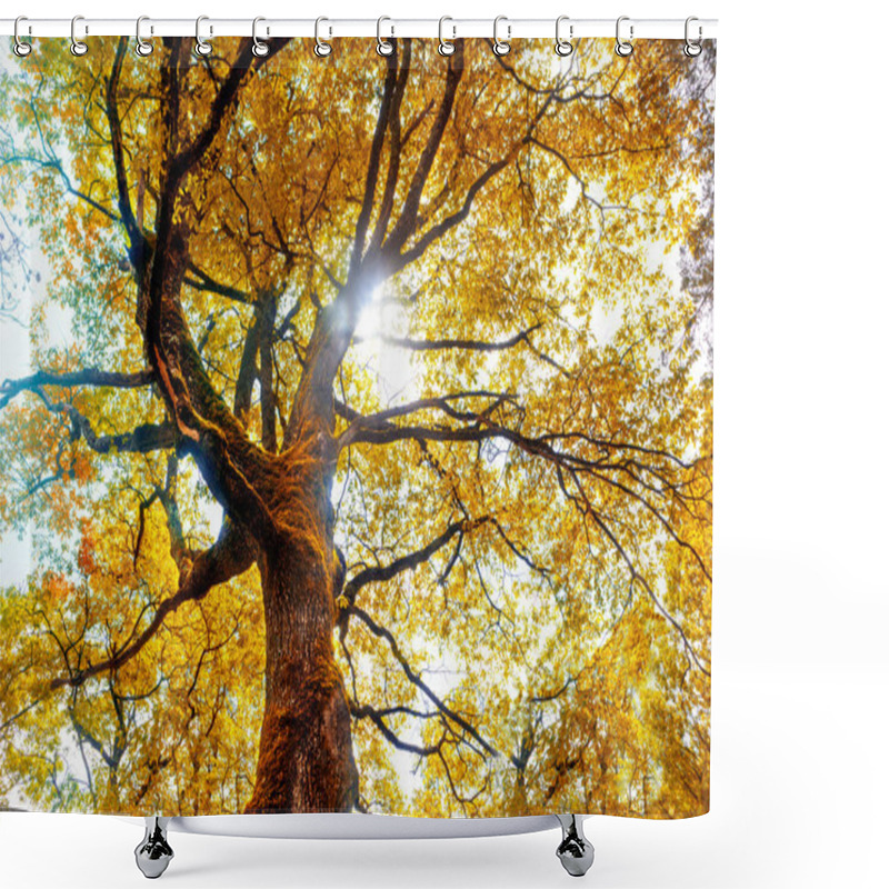 Personality  Tree And Autumn Scenery Shower Curtains