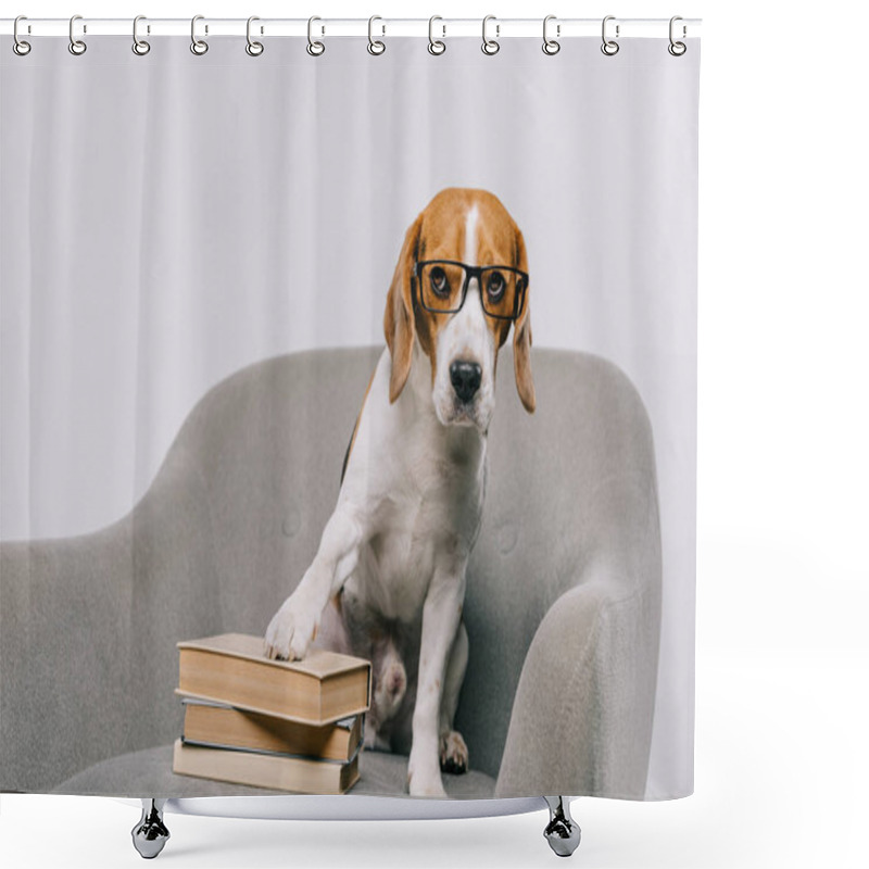 Personality  Selective Focus Of Adorable Pet In Glasses Sitting In Armchair Near Books Isolated On Grey Shower Curtains