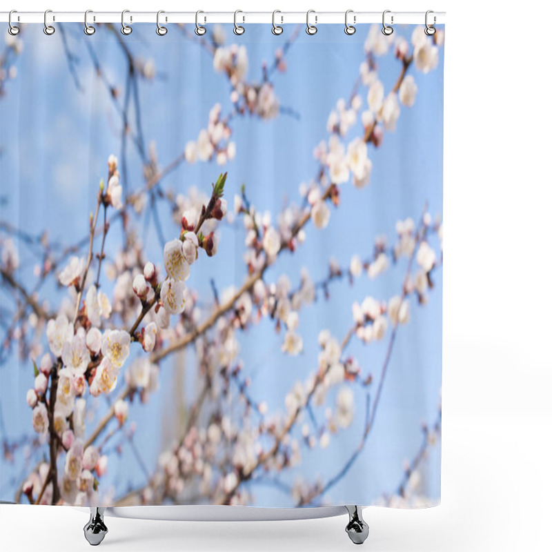 Personality  Spring Floral Background With Blooming White Sakura Shower Curtains