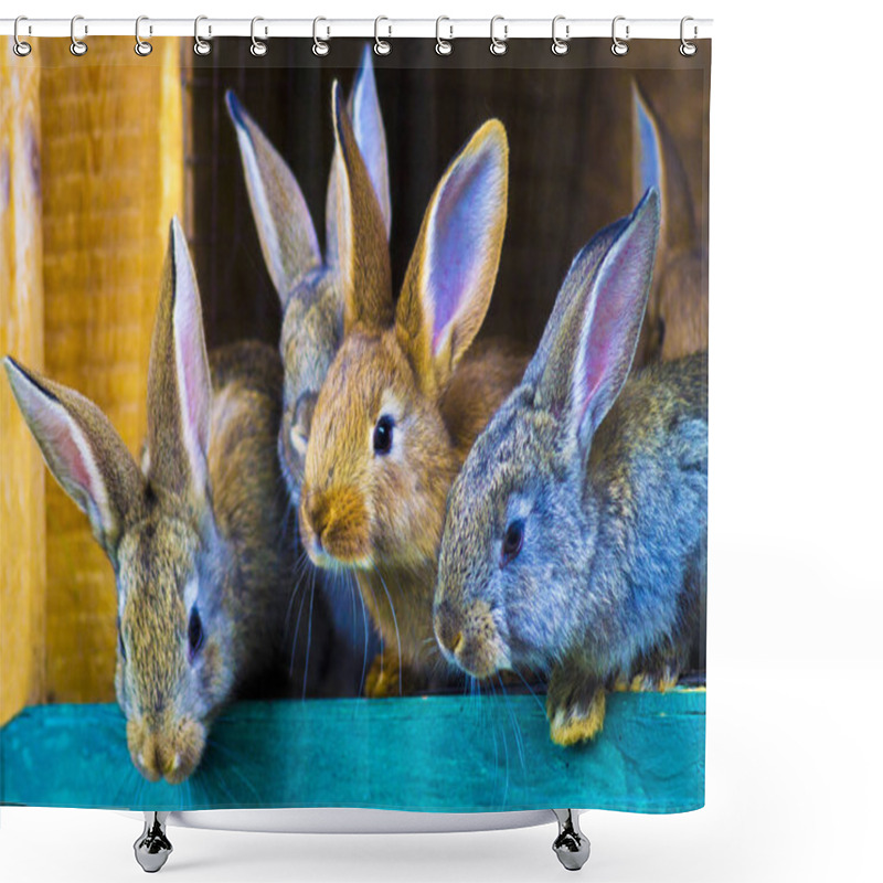 Personality  Small Rabbits In A Cage Shower Curtains