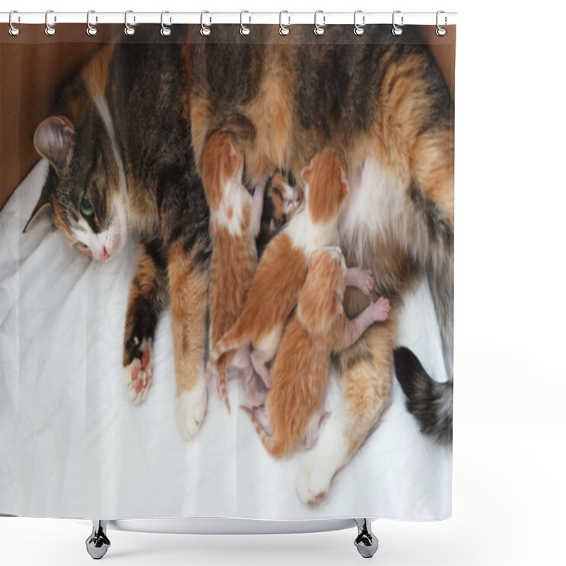 Personality  Cat Feeding Little Kittens  Shower Curtains