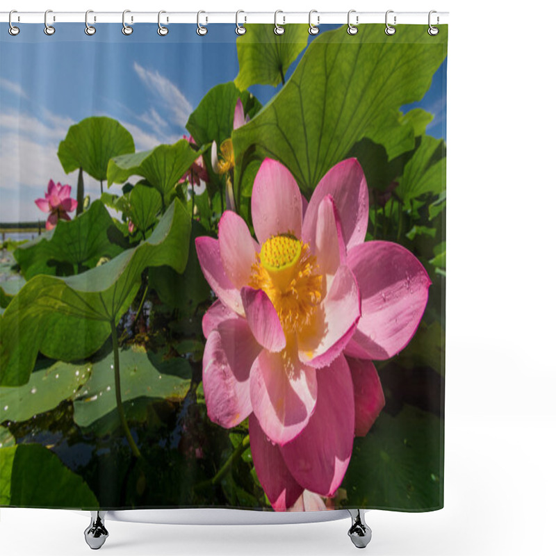 Personality  The Lake Of Lotus Flowers Shower Curtains