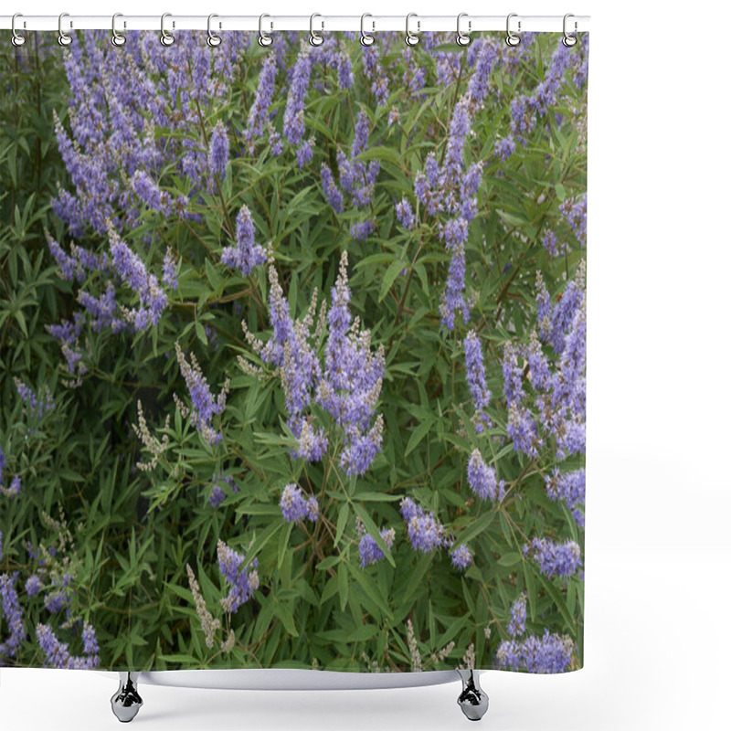 Personality  Vitex Agnus-castus Shrub In Bloom Shower Curtains