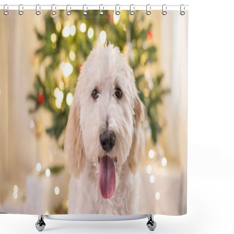 Personality  Close Up Of Golden Doodle Dog In Front Of Christmas Tree Shower Curtains