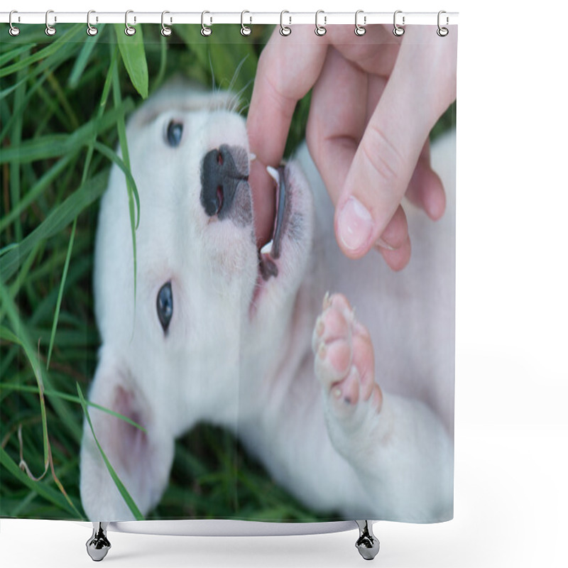 Personality  Playful Cute Dog Shower Curtains