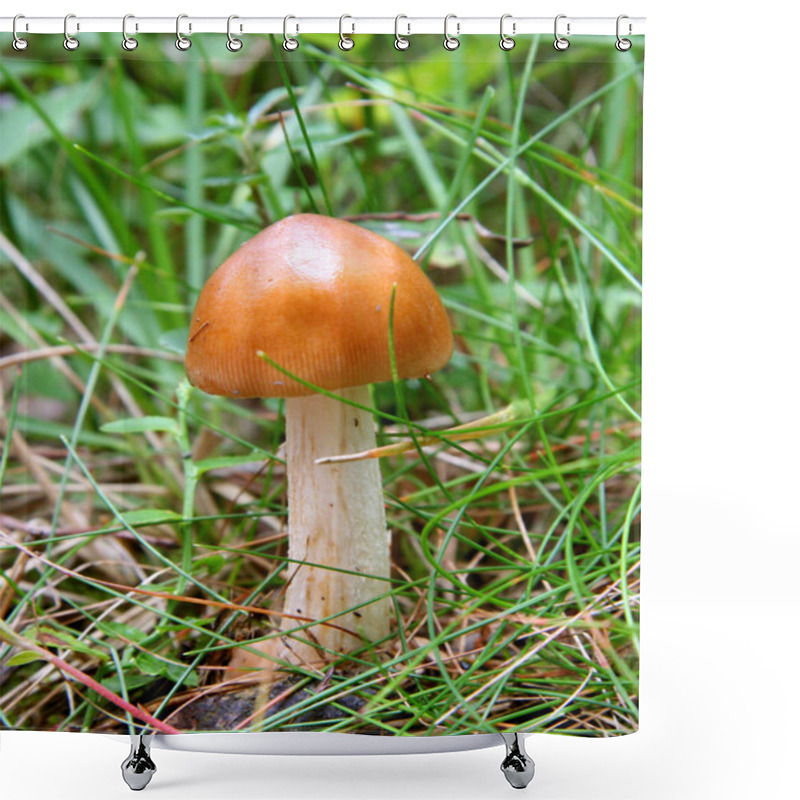 Personality  Mushroom Shower Curtains