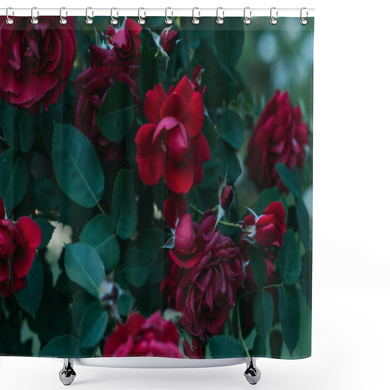 Personality  Close Up View Of Red Rose Flowers Shower Curtains