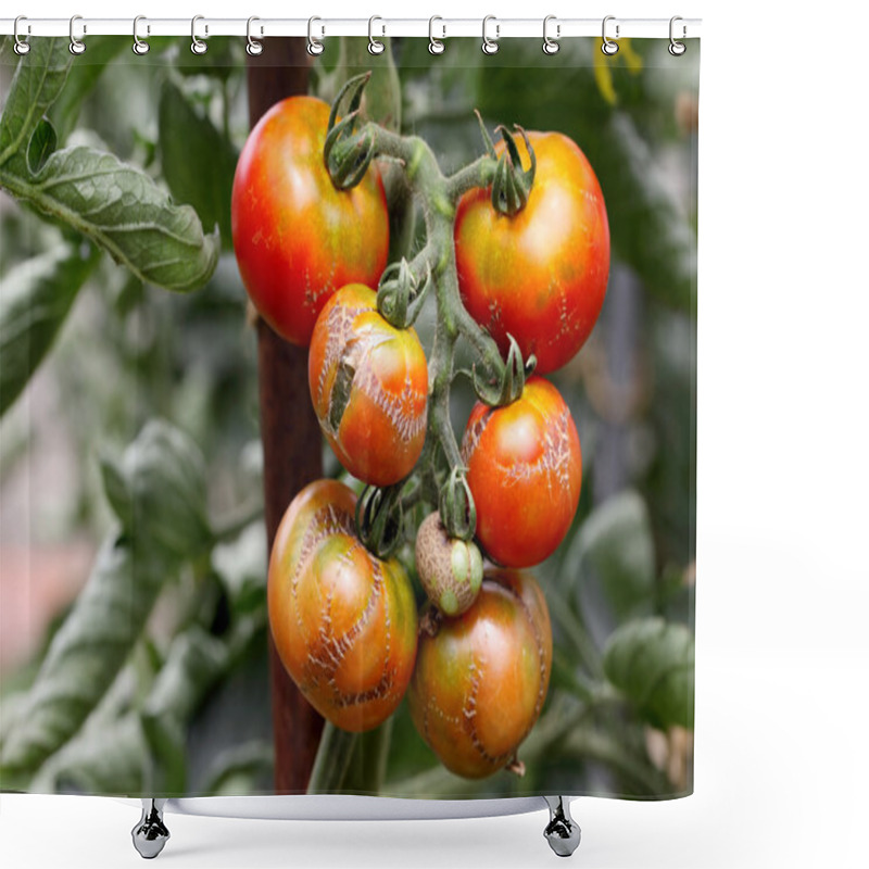 Personality  Rotten Old Tomato Shower Curtains