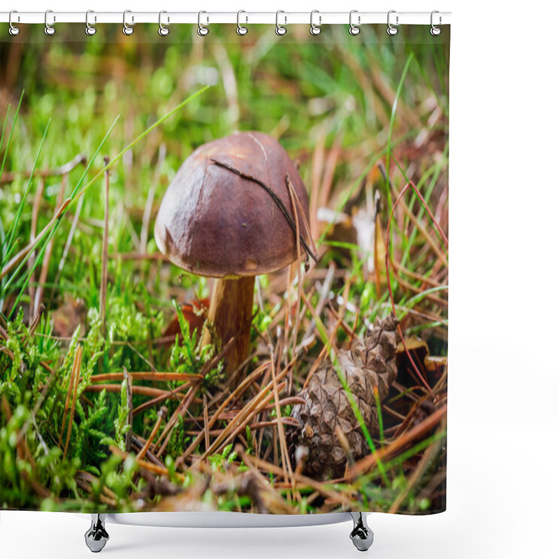 Personality  Little Boletus In Forest Shower Curtains