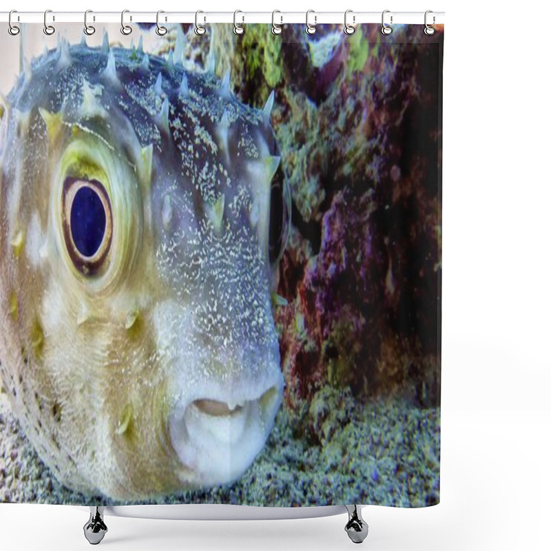 Personality  Bloated Puffer Fish Shower Curtains