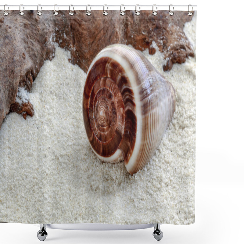 Personality  Cone Shaped Shell Shower Curtains