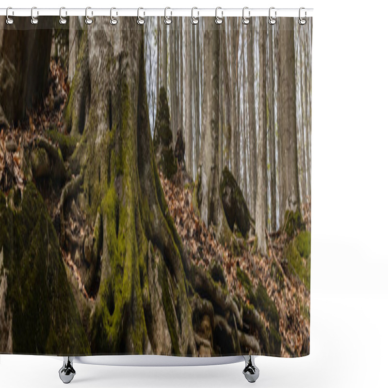 Personality  Tree Trunk With Moss In Autumn Forest, Banner  Shower Curtains