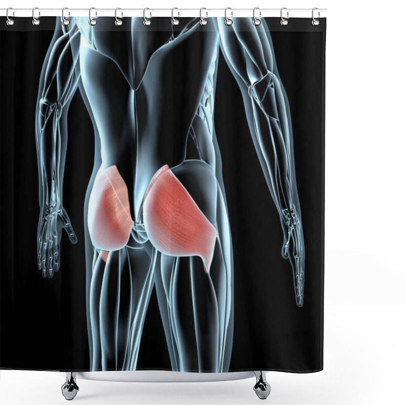 Personality  This 3d Illustration Shows A View Of The Gluteus Maximus Muscles On Xray Musculature Shower Curtains