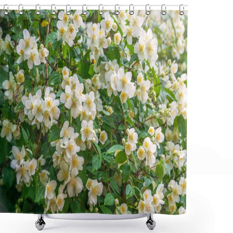 Personality  Bright White Flowers With Raindrops. Philadelphus Coronarius, Sweet Mock-orange, English Dogwood Shower Curtains