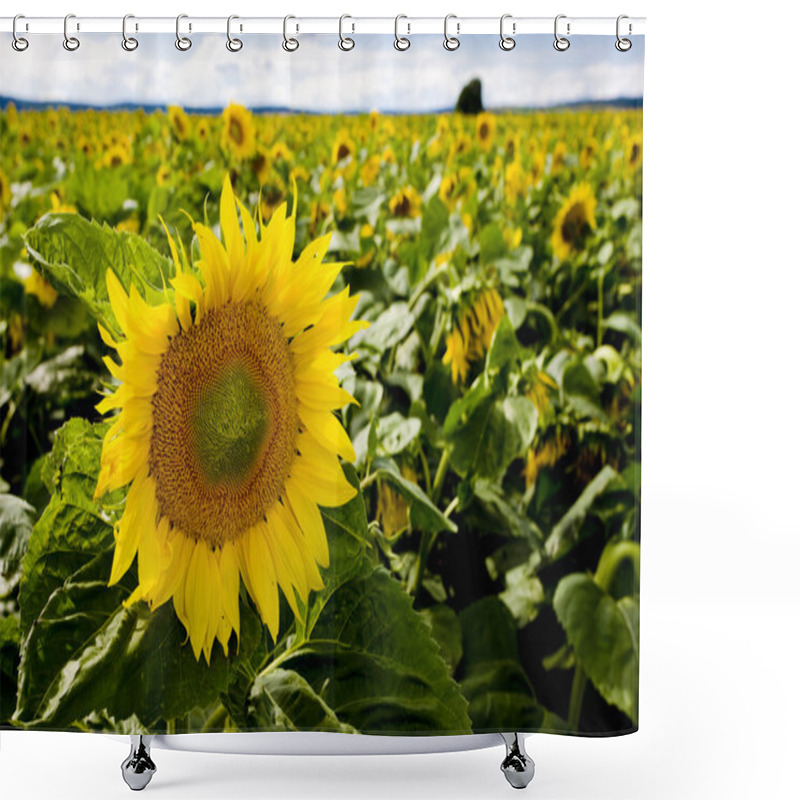 Personality  Sunflowers Shower Curtains