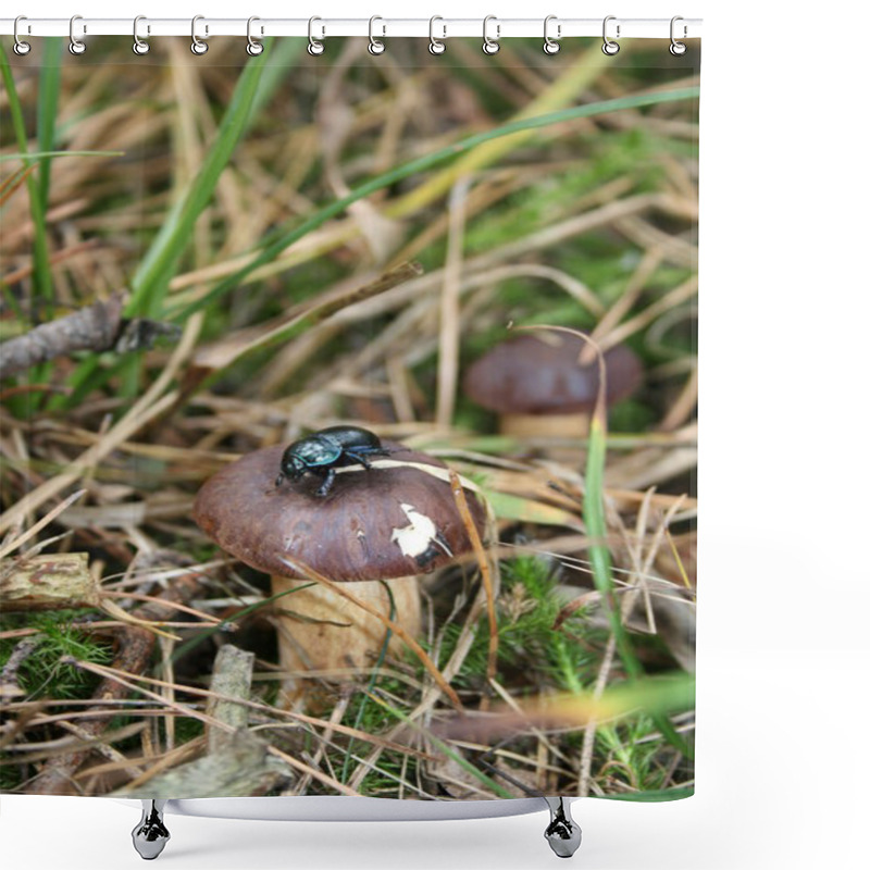 Personality  Wild Mushroom In Grass Shower Curtains