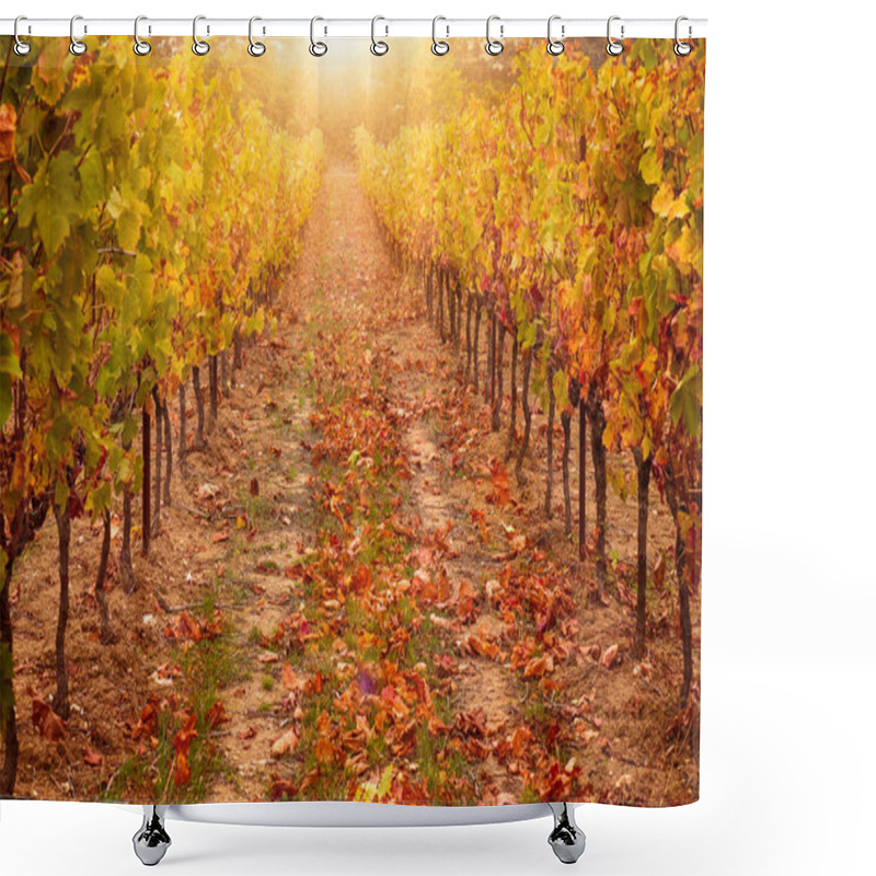 Personality  Vineyard In Autumn, With Bright Sunlight And Golden Tones. Provence, France In October. Shower Curtains