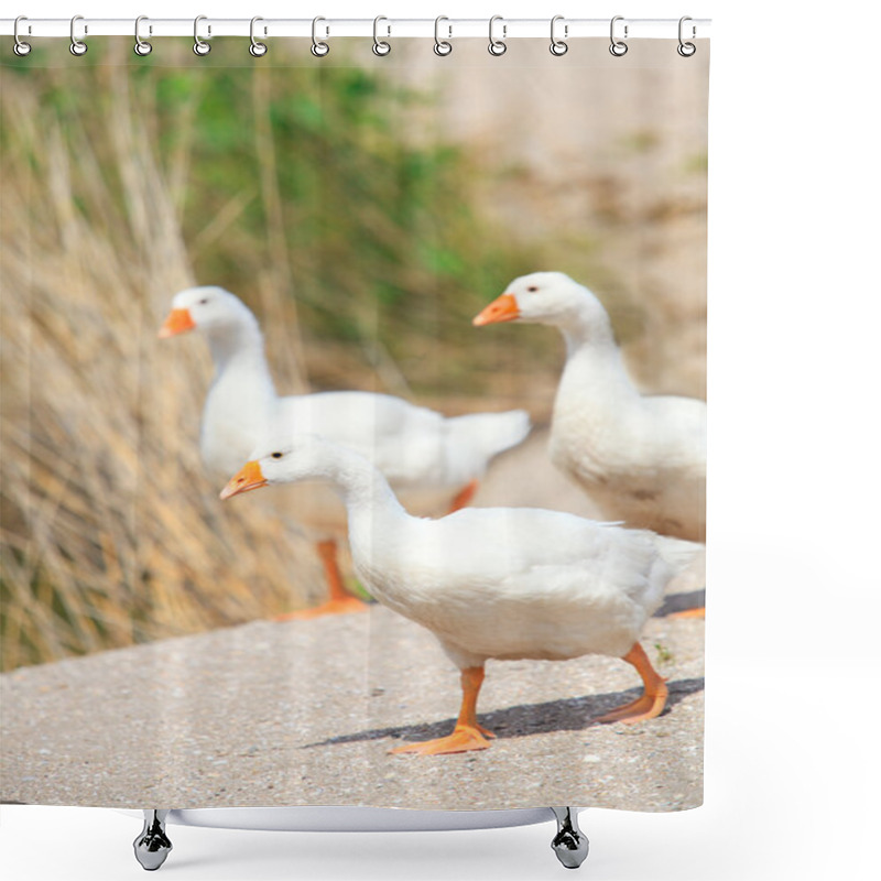 Personality  Wild Goose Chase At Farm Shower Curtains