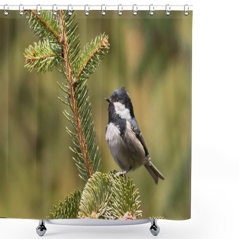 Personality  Coal Tit, Periparus Ater. A Bird Sits On A Spruce Branch On A Blurred Green Background Shower Curtains