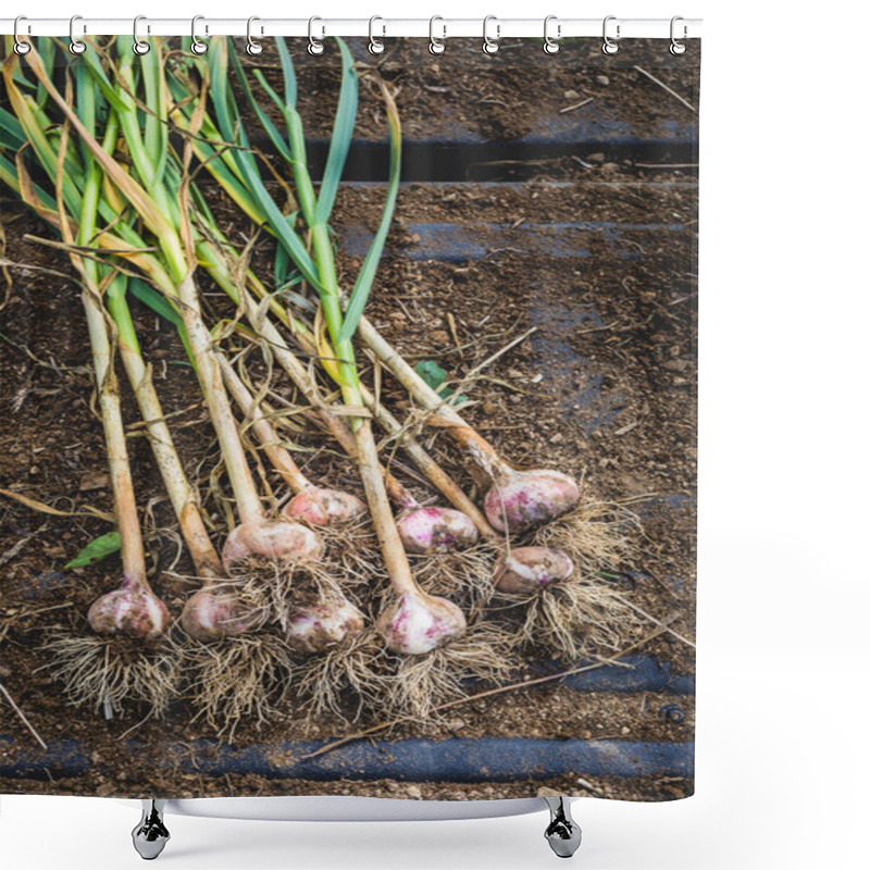 Personality  Freshly Picked Garlic Bulbs On A Soil And Dirt Background Shower Curtains