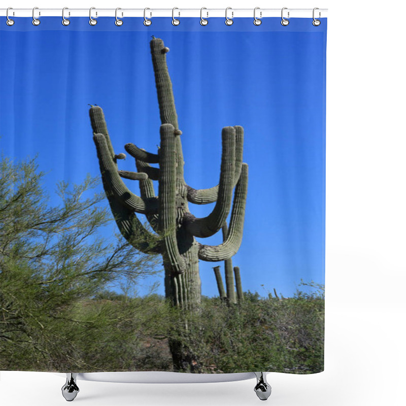 Personality  Prescott, USA - July 7 2016 : Saguaro Cactus Shower Curtains