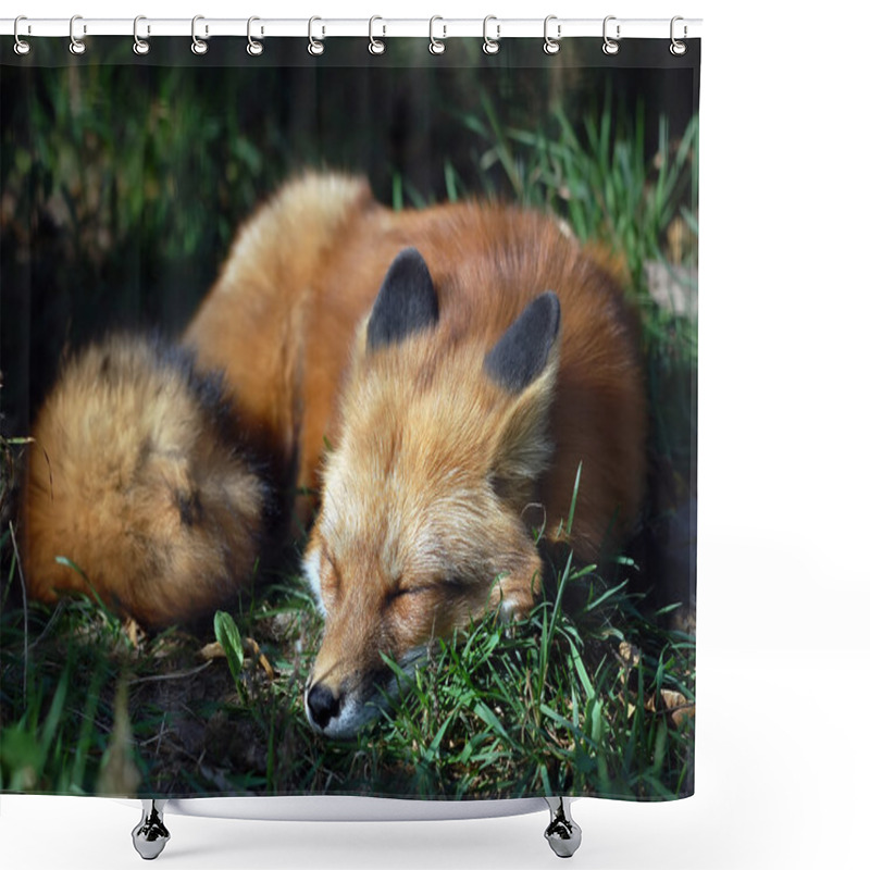 Personality  Red Fox (Vulpes Vulpes) Shower Curtains