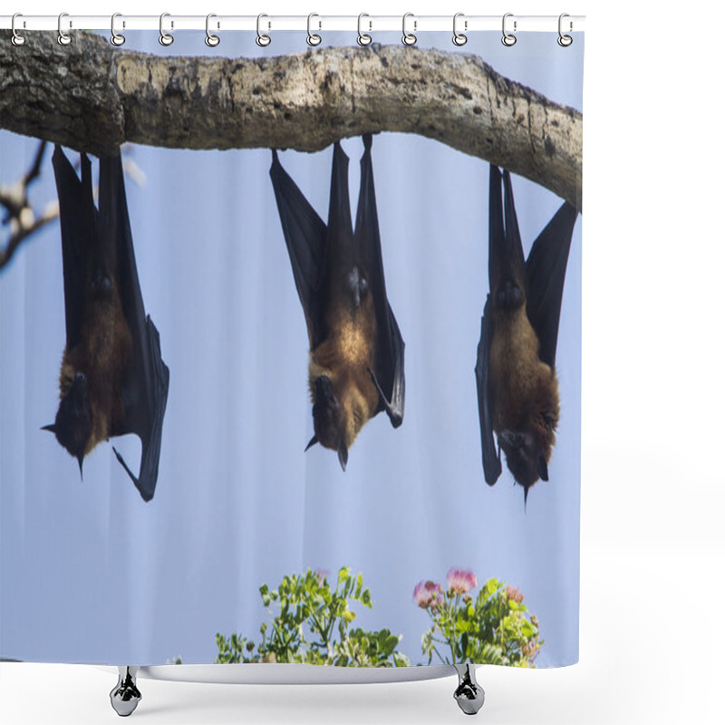 Personality  Indian Flying-fox In Tissamaharma, Sri Lanka Shower Curtains