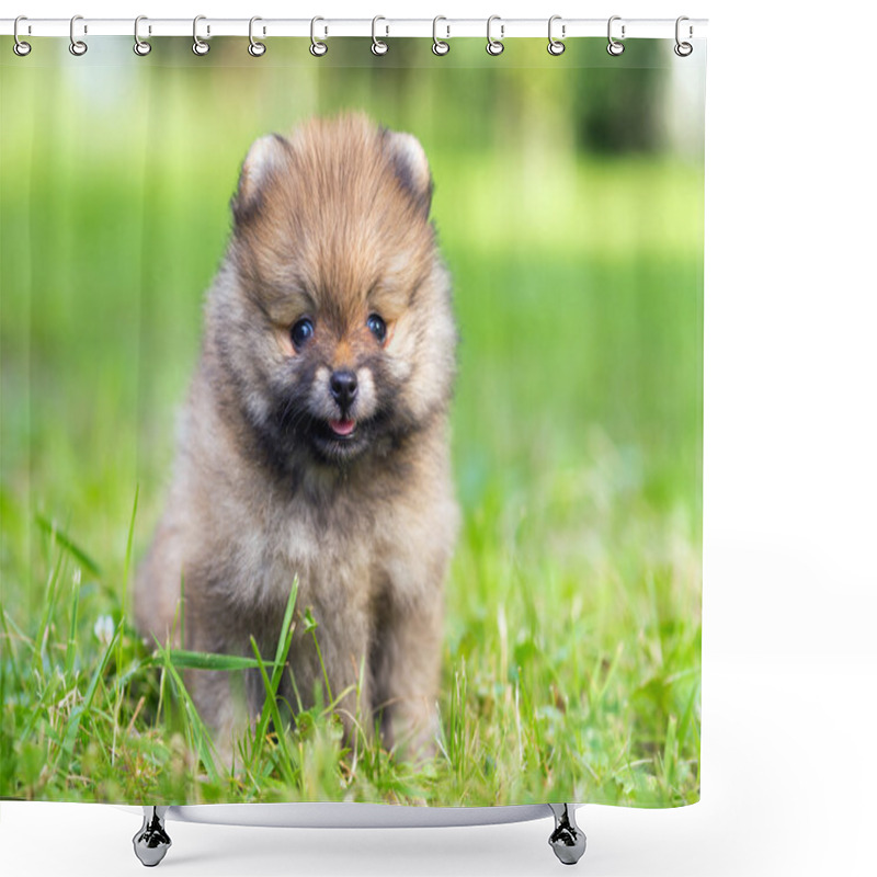 Personality  Pomeranian Puppy Shower Curtains