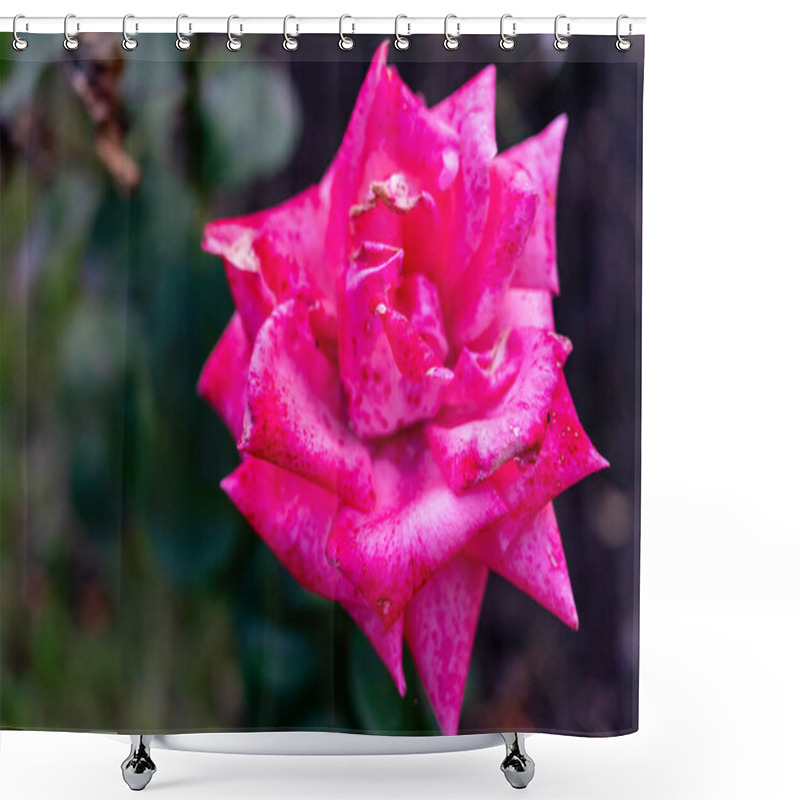 Personality  A Bright Pink Rose Showcases Its Delicate Petals In A Garden Filled With Greenery. This Flower Stands Out Against A Blurred Background Of Lush Plants, Highlighting The Beauty Of Spring. Shower Curtains