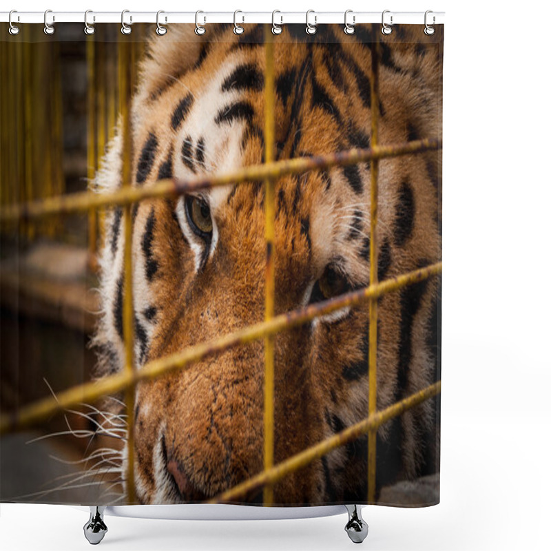 Personality  Portrait Of A Tiger Shower Curtains