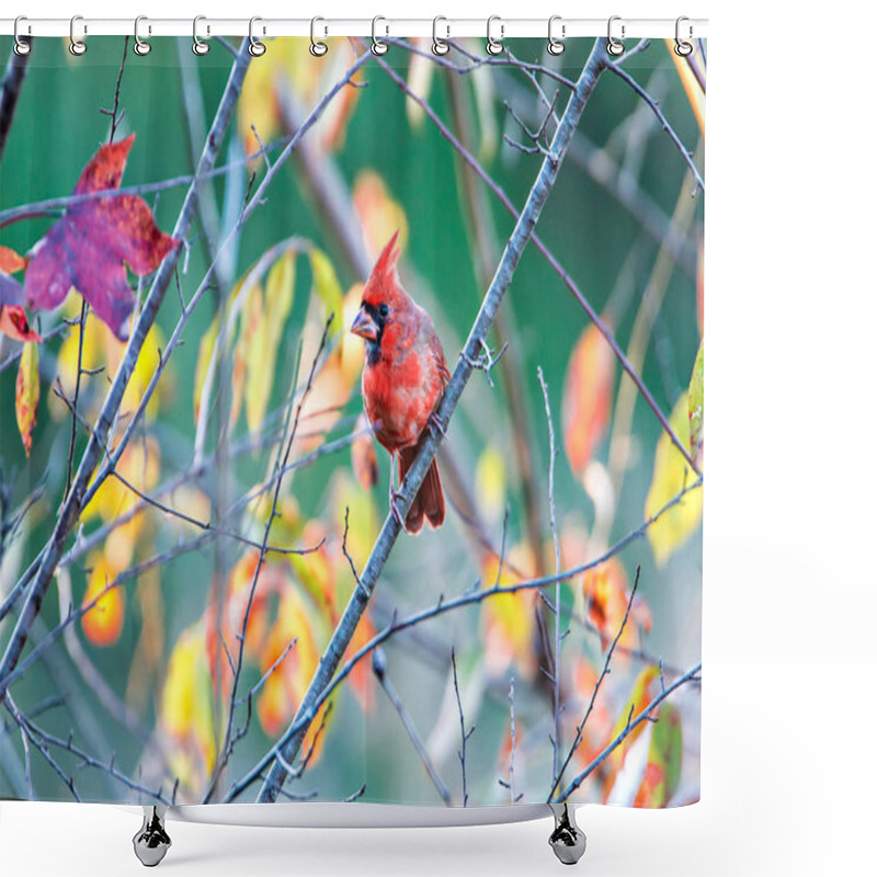 Personality  Northern Cardinal Cardinalis Cardinalis Perched On A Branch Shower Curtains