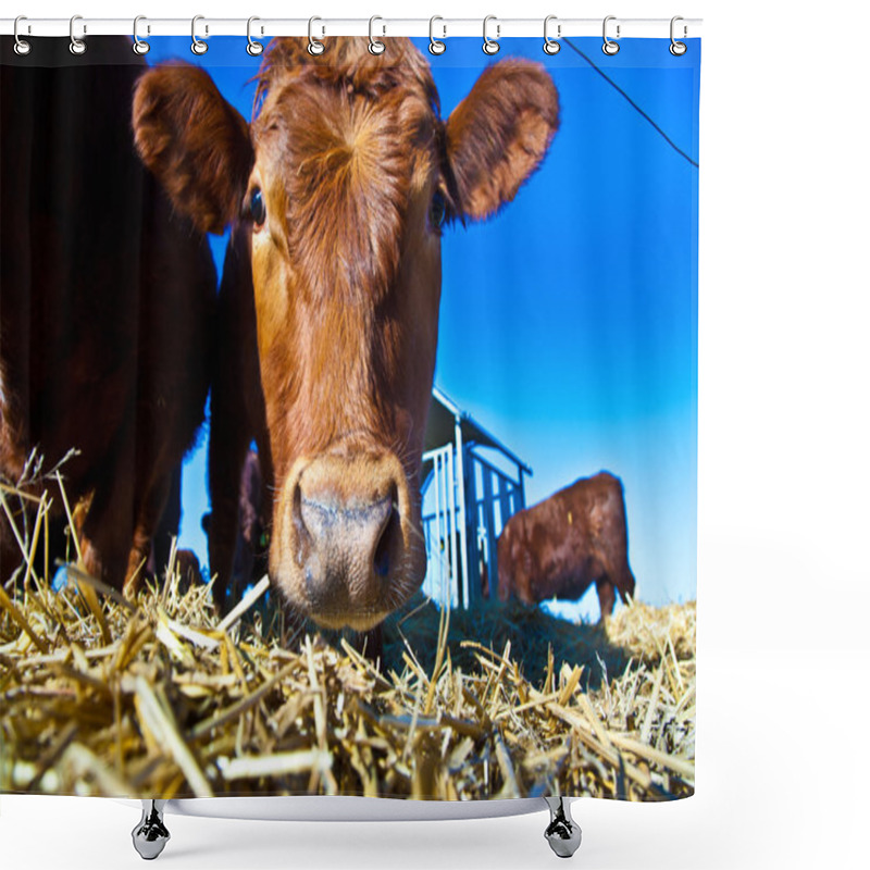 Personality  Friendly Cattle On Straw With Blue Sky Shower Curtains