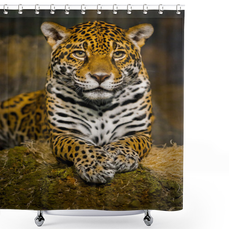 Personality  Jaguar Cubs Shower Curtains