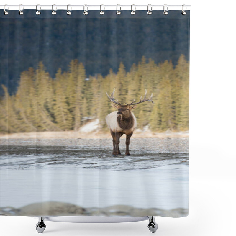 Personality  Elk In Wild, Animal. Nature, Fauna Shower Curtains