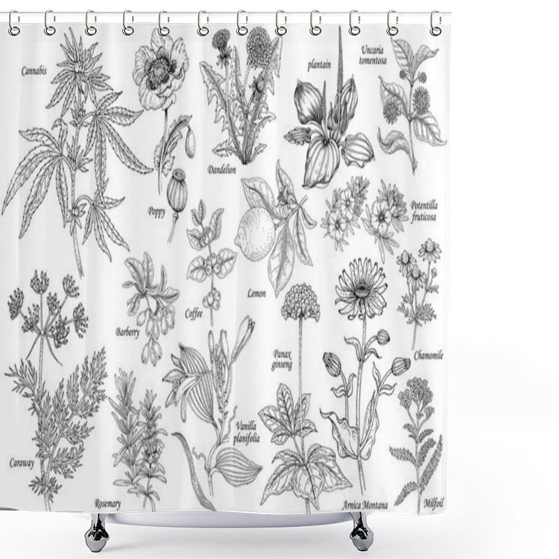 Personality  Vector Set Of Medicinal Plants. Shower Curtains