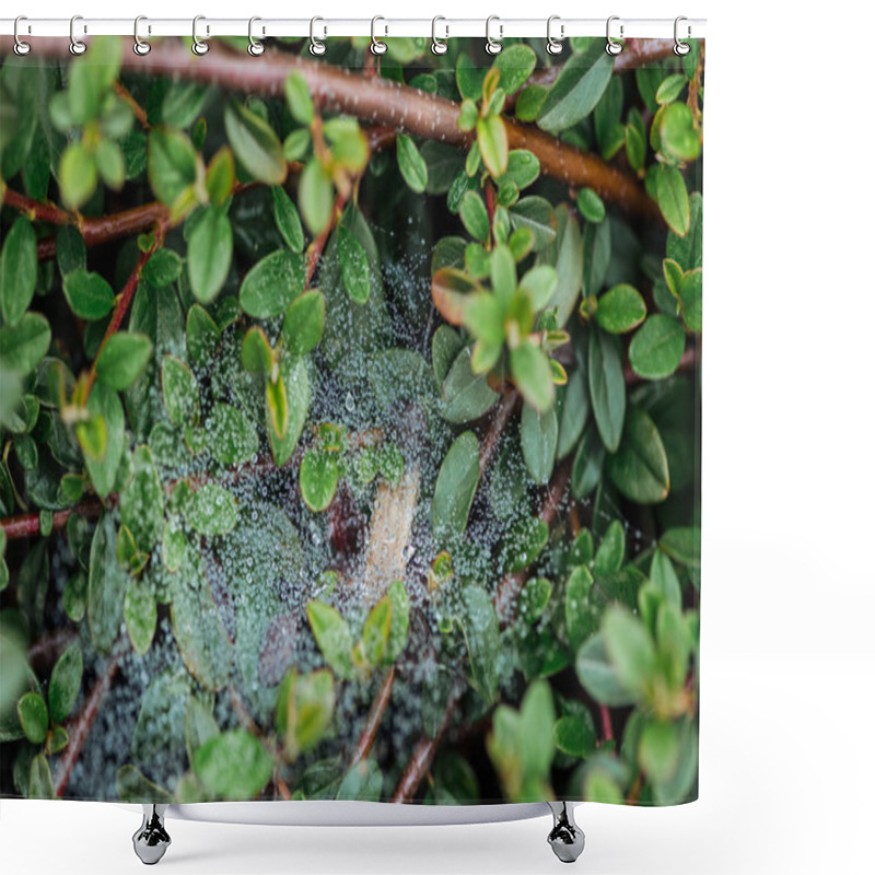 Personality  Close Up View Of Fresh Green Leaves With Water Drops On Tree Branches Shower Curtains