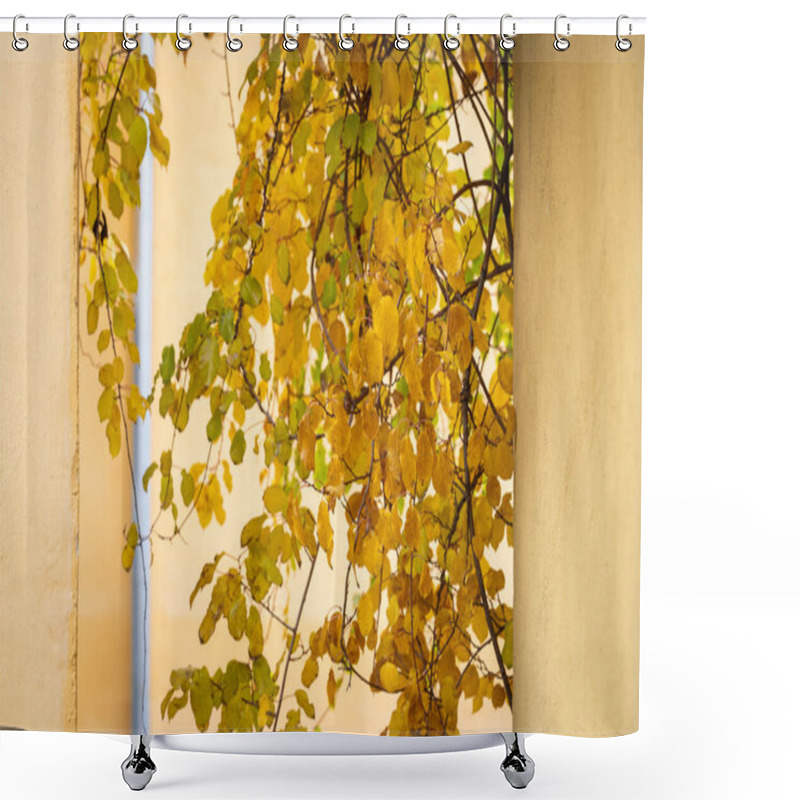 Personality  Pastel Yellow Plastered Wall And Tree Branches With Autumn Foliage. Old Plastered Wall And Hanging Branches With Autumn Leaves, Yellow Background. Autumn Background. Shower Curtains