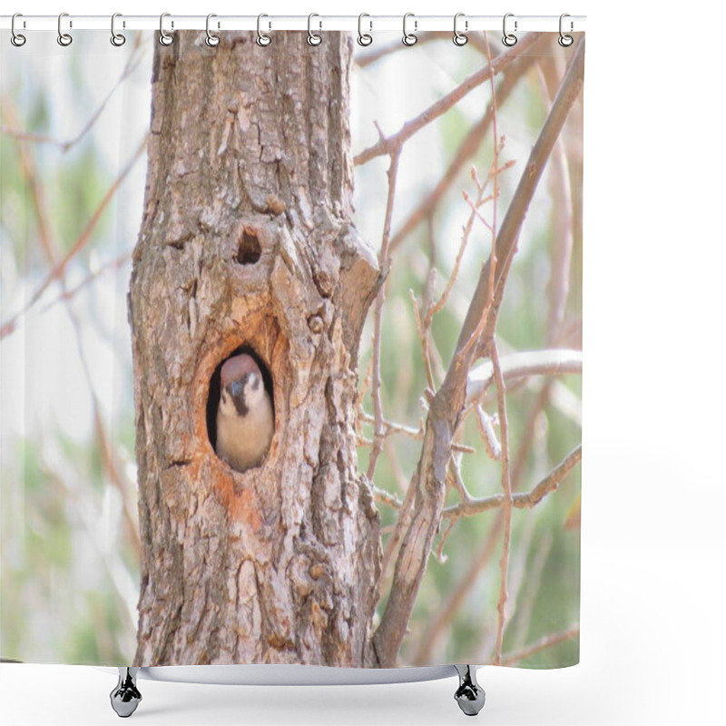 Personality  Little Bird In The Spring Forest Tree  Shower Curtains