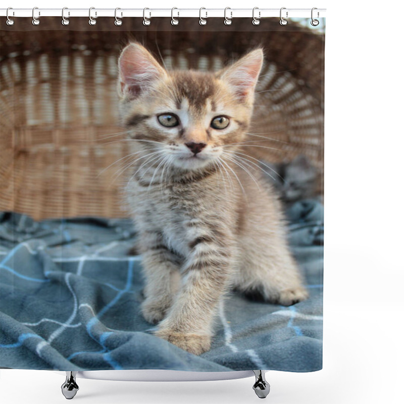 Personality  Touching Little Grey Kitten, British Cat Feline Young Shower Curtains