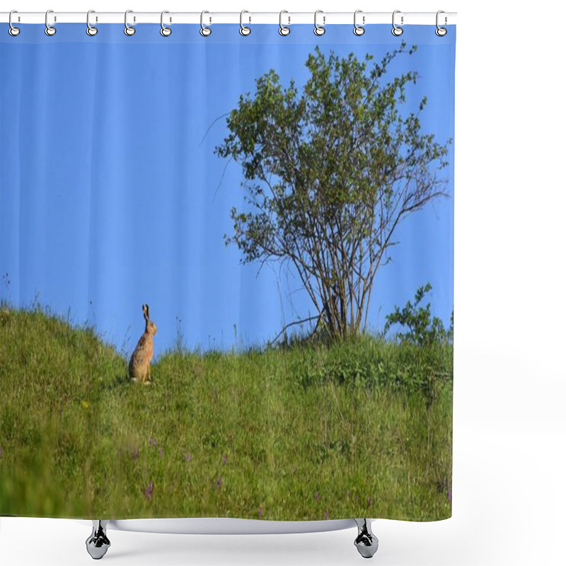 Personality  Hare - Bunny And Tree. Spring Natural Background With Animal. Shower Curtains