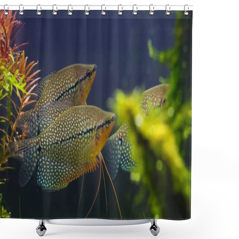 Personality  Trichopodus Leerii Peaceful Adult In Amano Style Planted Aquadesign, Enduring Aqua Trade Labyrinth Fish For Beginner, Shallow Dof Bokeh, Aquatic Plant Vegetation, Underwater Hobby Lifestyle Petshop Shower Curtains