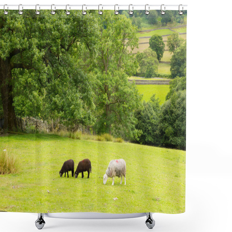 Personality  Black And White Sheep In A Field At Seatoller Borrowdale Valley Lake District Cumbria England UK Shower Curtains