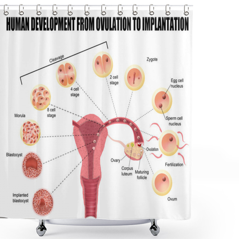 Personality  Human Development From Ovulation To Implantation Shower Curtains