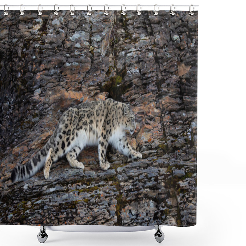 Personality  Snow Leopard (Panthera Uncia) Walking On A Snow Covered Rocky Cliff In Winter In Montana, USA Shower Curtains